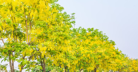 Fototapeta premium Golden Shower flower in Chiang mai Thailand