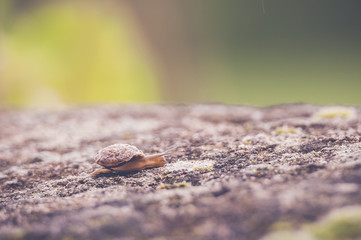 Escargot