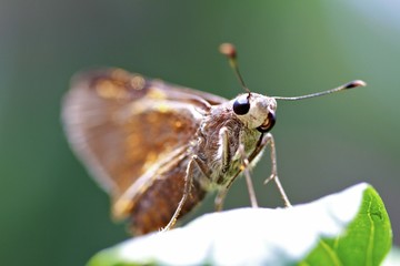 Obraz premium Macro butterfly