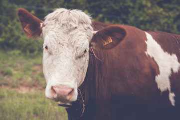 Portrait de vache