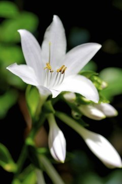 White flower blooming