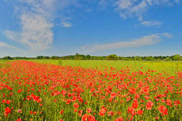 Fototapeta na wymiar Poppies in summer countryside