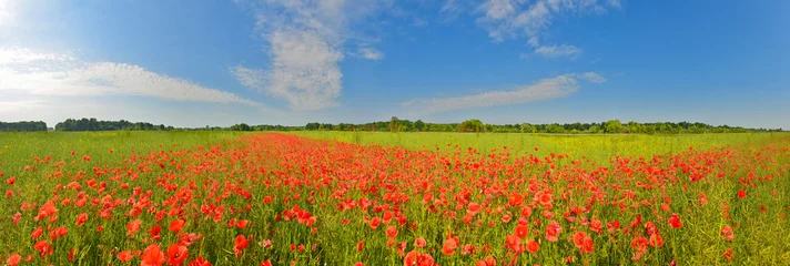 Deurstickers Field of poppies © denis_333