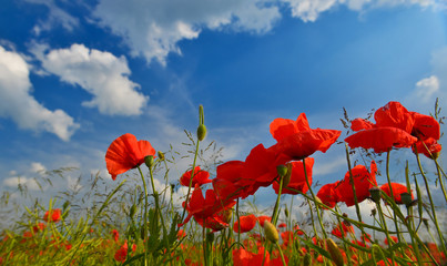 Obraz premium Poppies