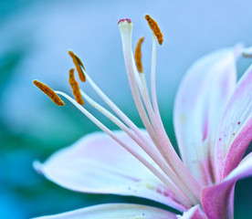 Lily Stamen Macro