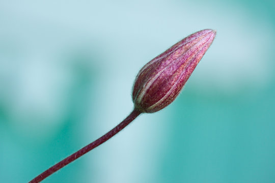 Violet Flower Bud