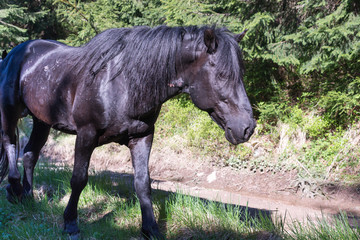 Fototapeta premium horses walk freely on forest road
