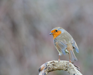robin