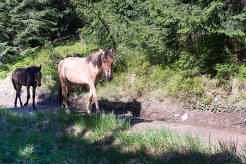 horses walk freely on forest road