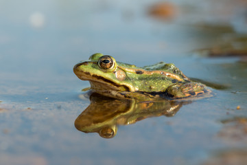 common European frog