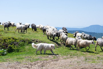 Obraz premium The dog protects sheep that graze on the slopes of Ukrainian Car