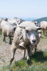 Sheep grazing on the slopes of Ukrainian Carpathians