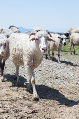 Sheep grazing on the slopes of Ukrainian Carpathians