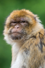 Barbary ape