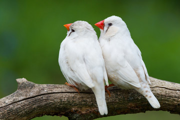 zebra finch