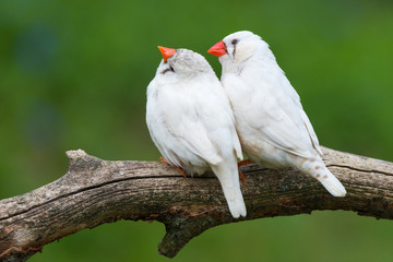 zebra finch