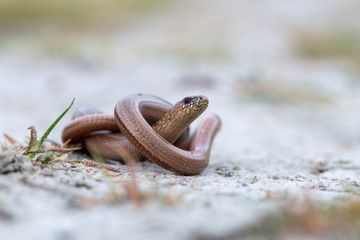 Fototapeta premium a young Blindworm on ground