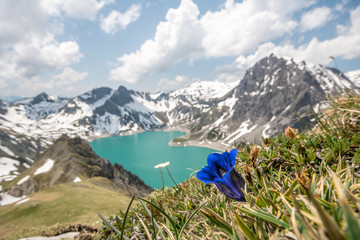 Blauer Enzian in den Alpen