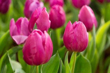 colorful tulips flower blooming in floral garden