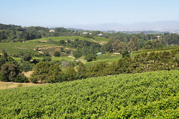 Fototapeta na wymiar Vineyards landscape in Constantia valley