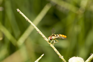 Doğa ve Arıcılık