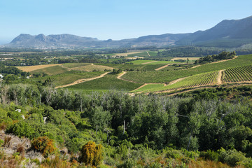 Fototapeta na wymiar Vineyards landscape in Constantia valley