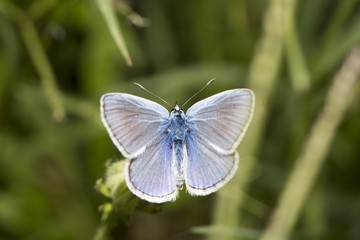 Mavi Kanatlı Kelebek