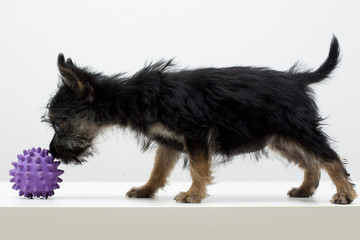 Puppy