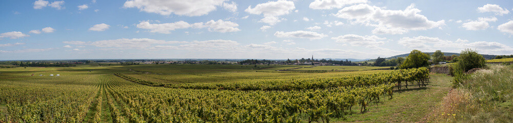 Fototapeta na wymiar panoramic view of grapevines during the harvest in Burgundy