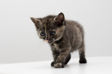 Obraz premium kitten