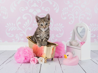 Cute young tabby cat sitting in a golden bath in a bathroom setting with pink wallpaper and wooden floor