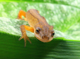 Teichmolch, Weibchen in Landtracht
