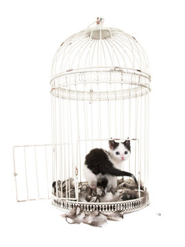 Cute black and white kitten turning around in a bird cage surrounded with feathers isolated on white