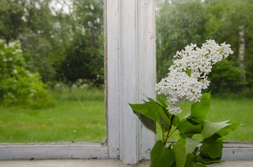 White lilacs window decoration