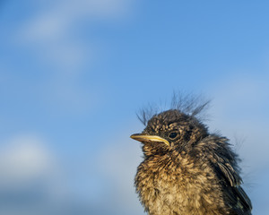 Fledgling Bird
