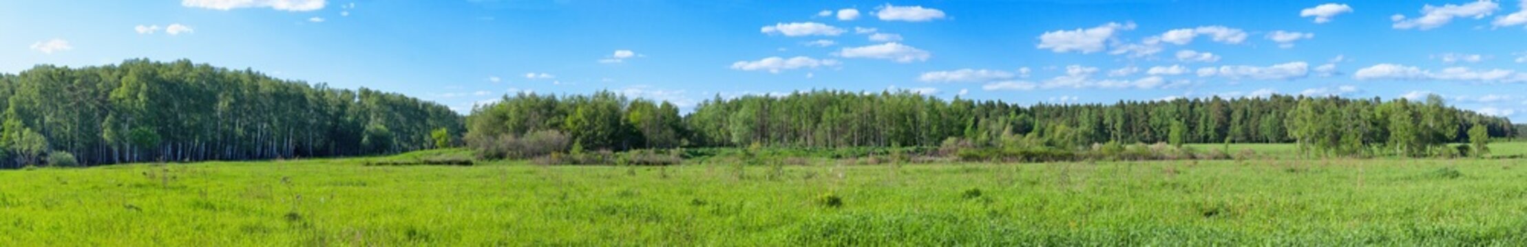 Fototapeta summer forest and blue cloudy sky panoramic