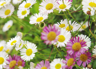 Blumenwiese © Friedberg