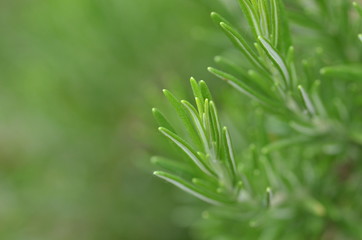 Rosmarin - Detail - Aufnahme