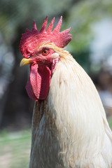 Cock portrait.
