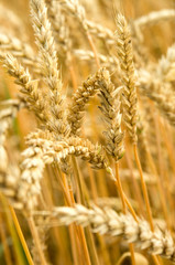 ears of wheat on natural background