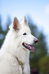 White Swiss Sheepdog