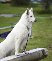 White Swiss Sheepdog