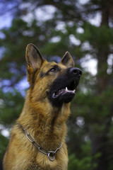 german sheepdog portrait