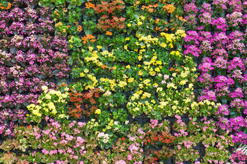 Close - up Beautiful flower wall background