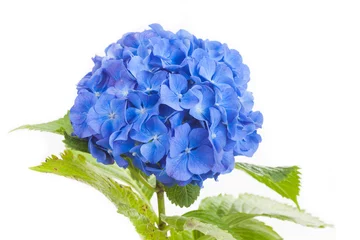Peel and stick wall murals Hydrangea Blue Hydrangea macrophylla  flower isolated on white background