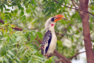 Birds of East Africa