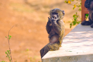 funny thoughtful monkey