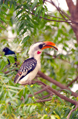 Red-billed Hornbill