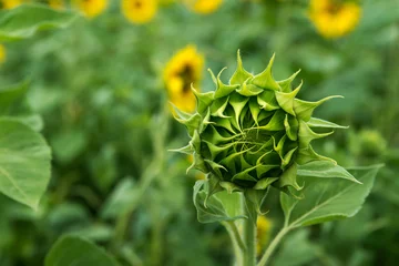 Poster de jardin Tournesol unblown bud of sunflower front of green field with flowers of su
