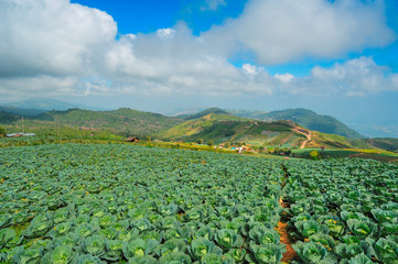 cabbage farm ,thailand 